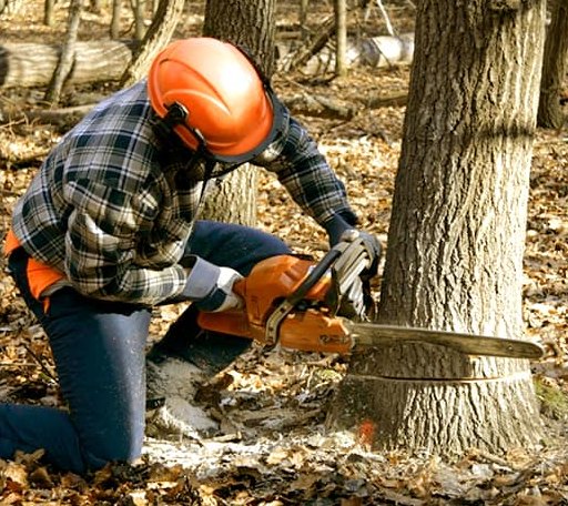 Tree Removal in Three Rivers, MA
